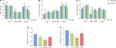 Physiological and transcriptome analysis of Mytilus coruscus in response to Prorocentrum lima and microplastics